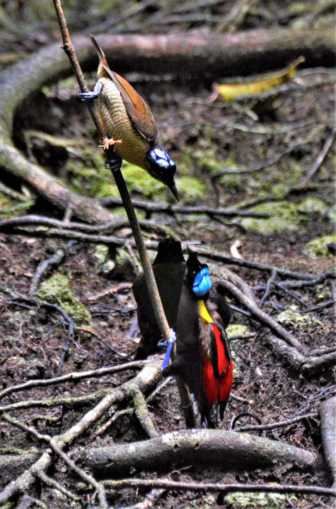 Een Mannetje En Vrouwtje Van De Wilsons Paradijsvogel Diphyllodes een-mannetje-en-vrouwtje-van-de-wilsons-paradijsvogel-diphyllodes